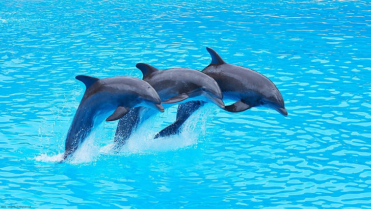 three gray dolphins, sea, animals, cyan, water, simple, animal themes, HD wallpaper