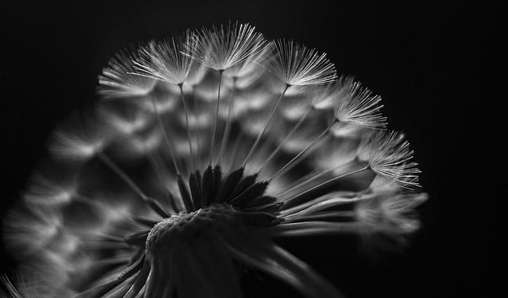 gray scale photography of dandelion, Break Away, A58, Attribution