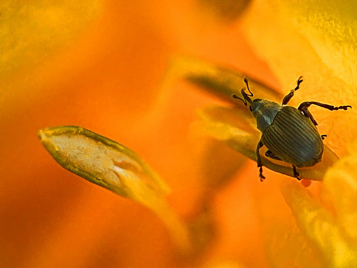 black 4-legged insect, tiny, tiny, macro, art, yellow, beetle, HD wallpaper
