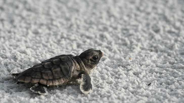 Sea Turtle - HD Wallpapers | Earth Blog