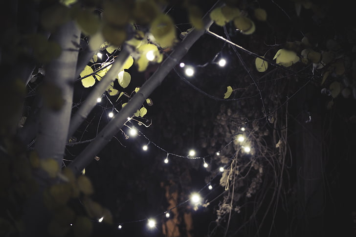 white string lights, leaves, garden, Aspen, christmas lights, HD wallpaper