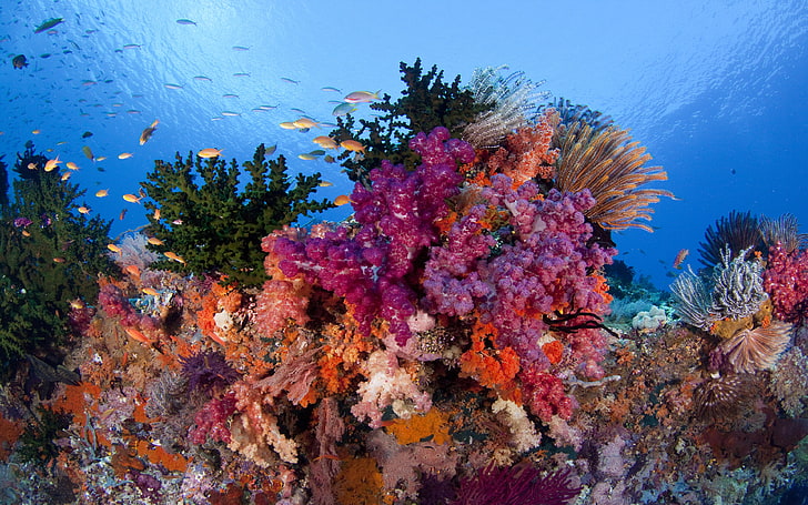 Raja Ampat Underwater Coral Reefs With Beautiful Colors Of Coral And Fish, HD wallpaper