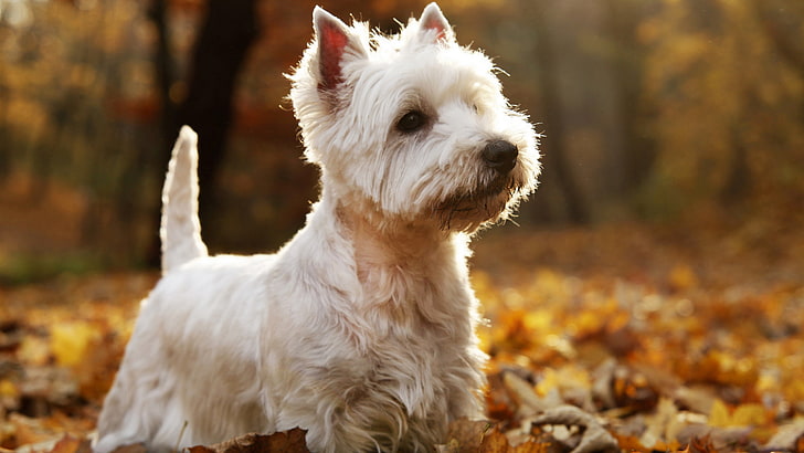 8k white west highland white terrier dog haircut picture, domestic animals