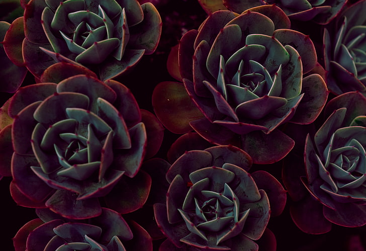 red and green succulent plant, echeveria, succulents, houseplant, HD wallpaper