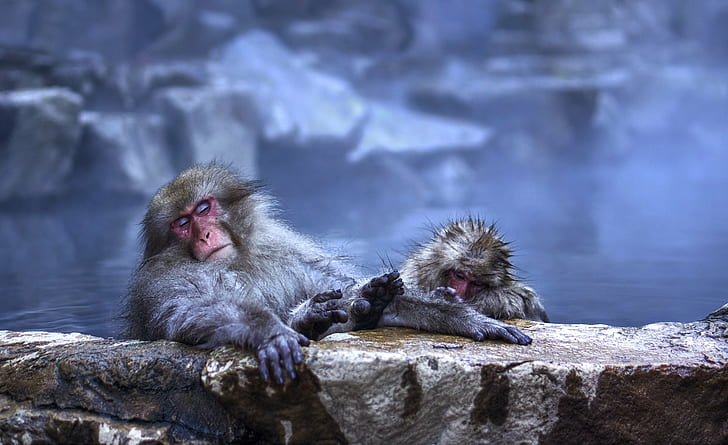 two monkey on brown rocks, Oooh, good, Yamanouchi, Jigokudani Monkey Park, HD wallpaper