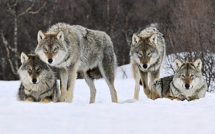 four brown wolves, snow, pack, predator, gray Wolf, winter, animal