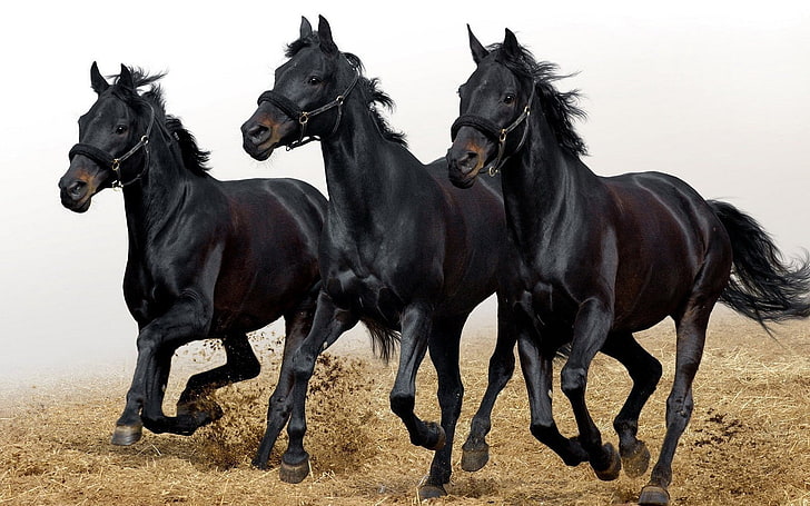 black animals horses running black horses 1680x1050  Animals Horses HD Art