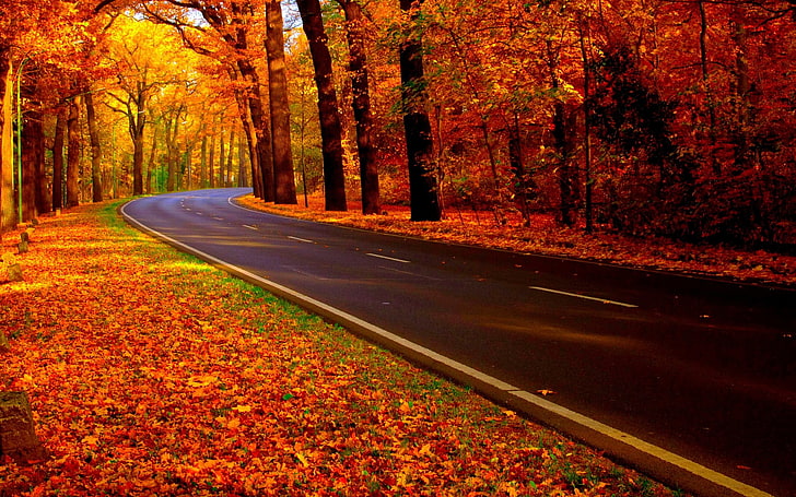 road between trees, concrete road during autumn, fall, forest, HD wallpaper