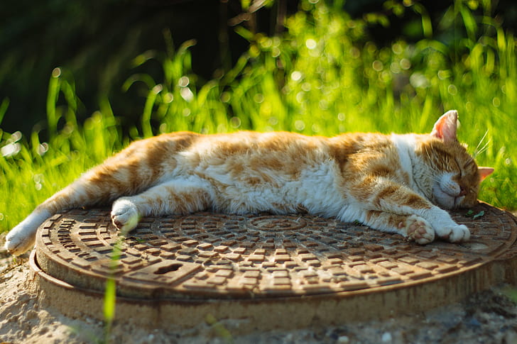 photo of orange tabby cat lying on brown surface, poland, pura, HD wallpaper