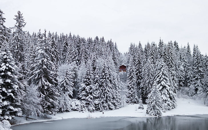 snow, winter, pine trees, lake, ice, cold temperature, plant