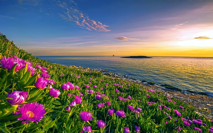 Earth, Coastline, Flower, Horizon, Ocean, Pink Flower, Sea, HD wallpaper