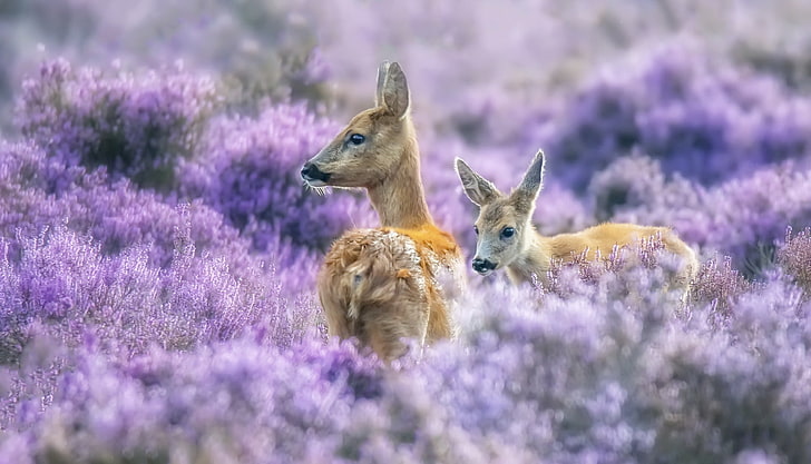 purple, nature, plants, animals, deer, animal themes, animal wildlife, HD wallpaper