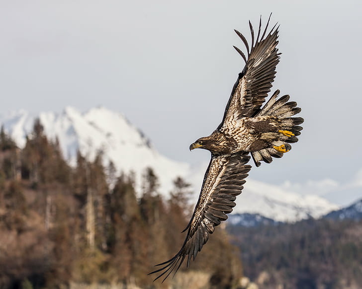 flying brown and white eagle, alaska, alaska, Bald Eagle, Wings, HD wallpaper