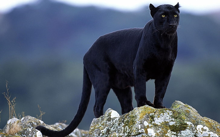 black panther animal, stones, big cat, moss, nature, mammal, wildlife, HD wallpaper