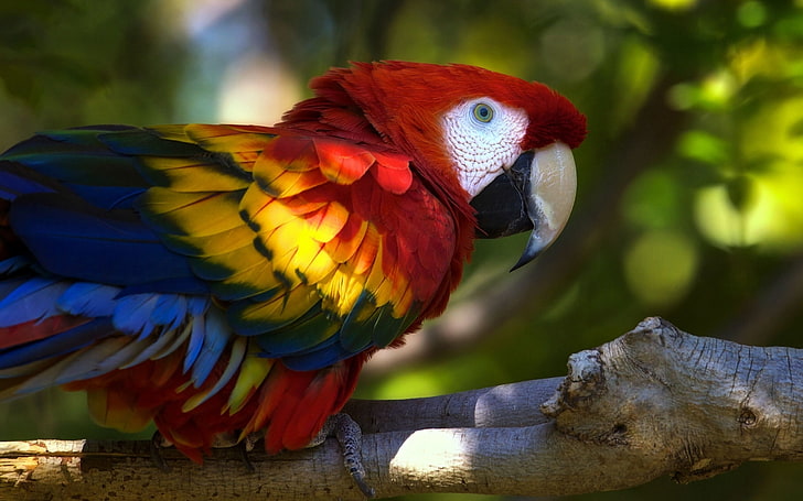 scarlet macaw, parrot, bird, branch, animal, nature, beak, wildlife
