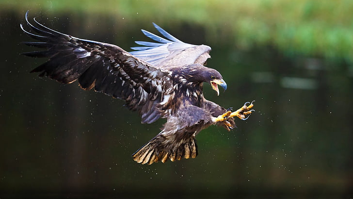Eagle Marine Haliaeetus Albi White Tailed Eagle Attack Eagles Claws Desktop Wallpaper Hd For Mobile Phones And Laptops 3840×2160, HD wallpaper