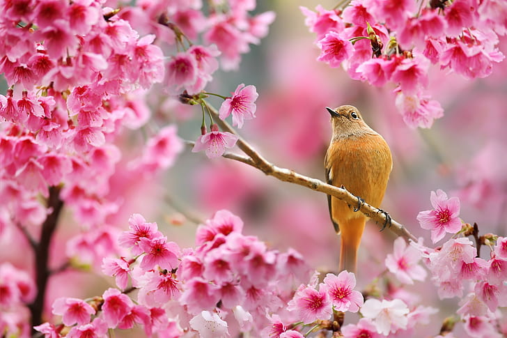 nature, birds, animals, flowers, plants, depth of field, cherry blossom, HD wallpaper