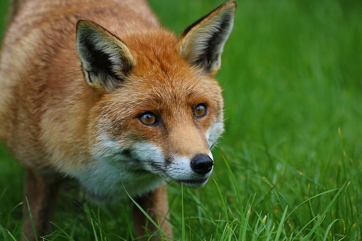 red fox during dayitme, red fox, mammal, animal, nature, British Wildlife Centre
