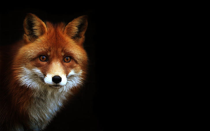 Fox, Animals, Yellow Fur, Yellow Eyes, Smart, Photography, Depth Of Field, Dark Background, HD wallpaper