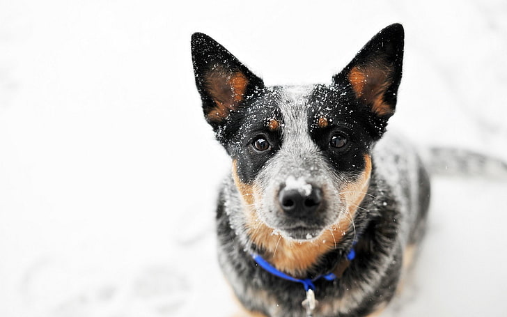 dog, australian cattle dog, snow, looking at viewer, one animal