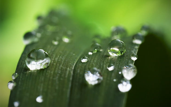 Water Drops Leaf Plant Macro Green HD, nature, HD wallpaper