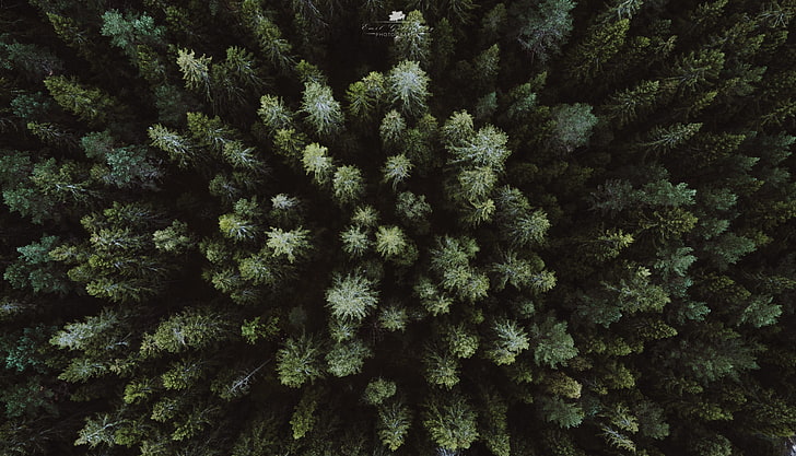 green leafed plant, landscape, drone, aerial view, forest, tree, HD wallpaper