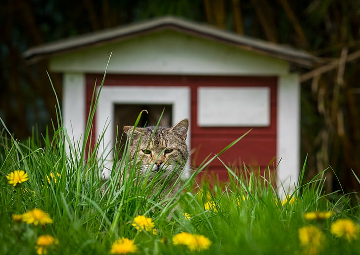 cat lying on grass surrounded by yellow flowers, GP, Donzdorf, HD wallpaper