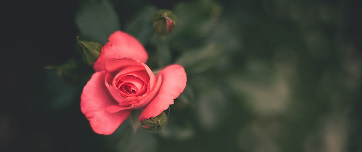 ultra-wide, photography, flower, flowering plant, rose, rose - flower, HD wallpaper