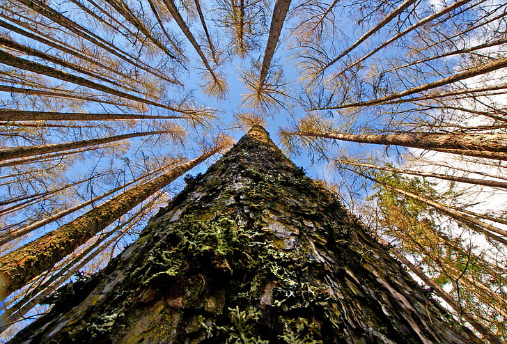 worm's eye view of trees during daytime, High and the Mighty, HD wallpaper