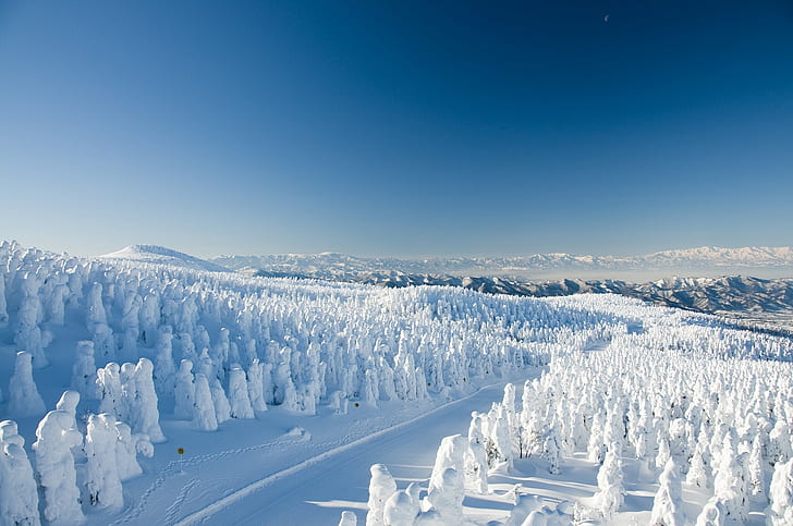 Yamagata Zao Onsen Ski Resort, white snow, road, forest, trees