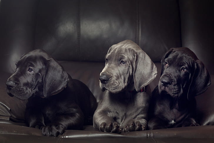 Dogs, Great Dane, Puppy, HD wallpaper