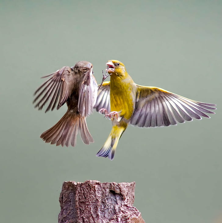 two brown and yellow Canaries fighting on flight, First strike