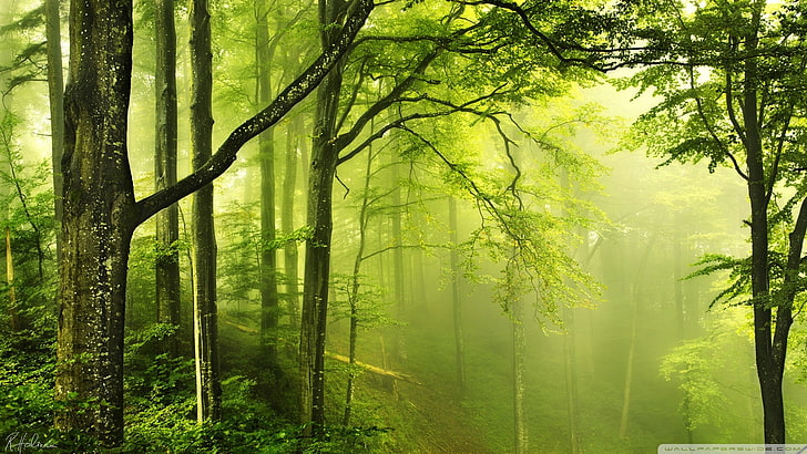 green forest, nature, tree, plant, land, beauty in nature, fog, HD wallpaper