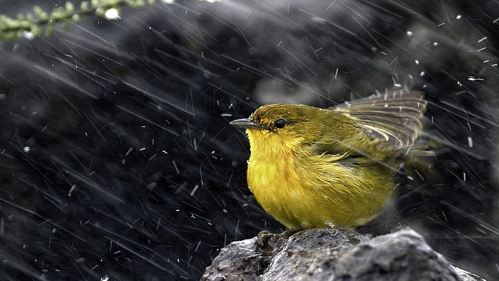 HD wallpaper: bird, rain, rain drops, rainy, cute, weather, wind | Wallpaper  Flare