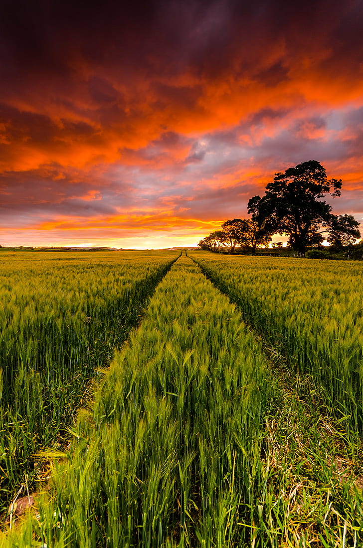 panorama photography of crop field, Lines, Part II, sunset, sky, HD wallpaper