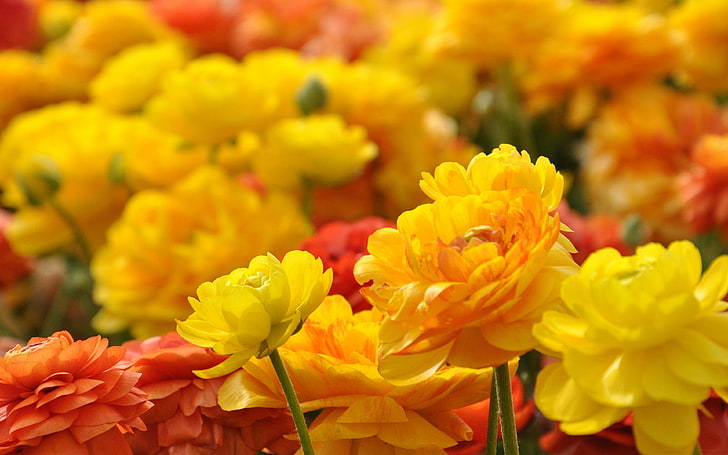 Yellow Red Flowers Photos Ultra Hd Wallpapers 3840×2400, flowering plant