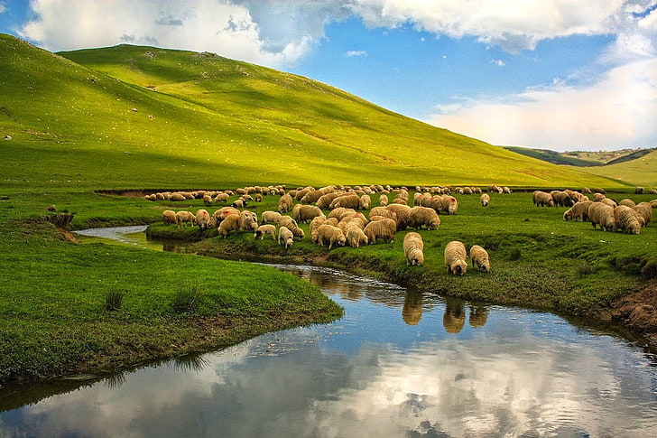 herd of sheeps, nature, landscape, Turkey, Ordu, river, animals, HD wallpaper