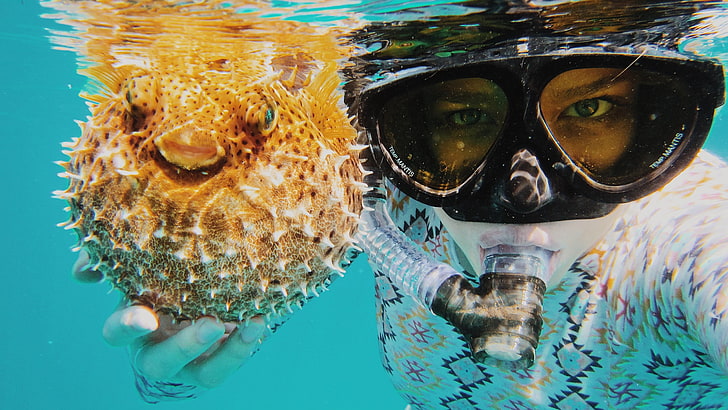 two clear glass candle holders, blowfish, snorkeling, water, underwater, HD wallpaper