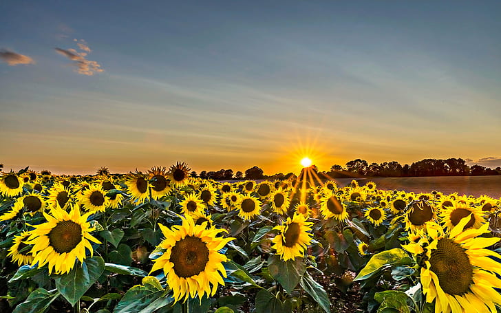 landscape photography of sunflower field during golden hour, sunflower