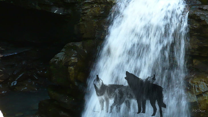 Wolves Waterfall, group of alaskan malamutes, firefox persona, HD wallpaper