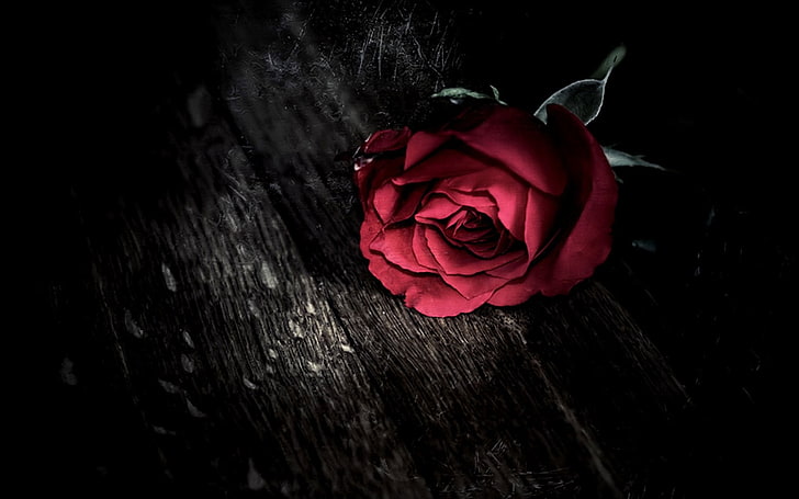 red rose flower on brown wooden surface, selective coloring, flowers