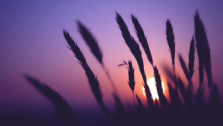 silhouette photo of plant, silhouette photo of grass on sunset