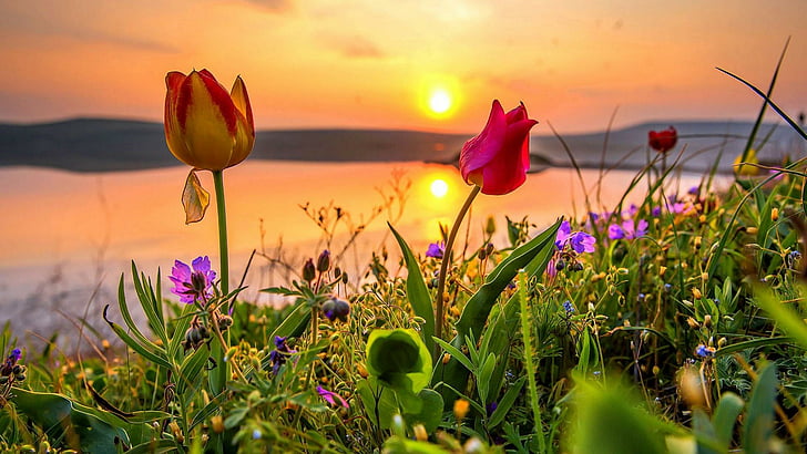 flower field, crimea, steppe, evening, tulips, grass, sunlight