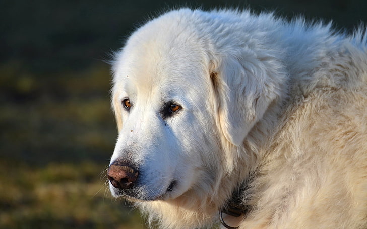 adult white great Pyrenees, dog, look, sadness, animal, nature