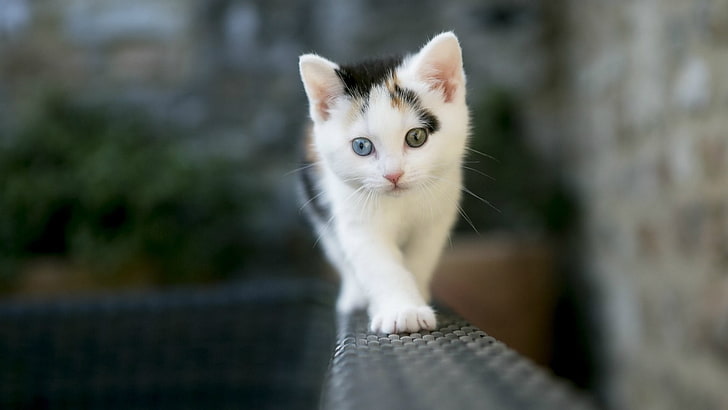 calico kitten, nature, cat, heterochromia, kittens, depth of field, HD wallpaper