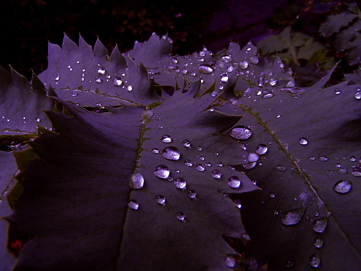 purple leaves, nature, leaf, plant, close-up, autumn, beauty In Nature, HD wallpaper