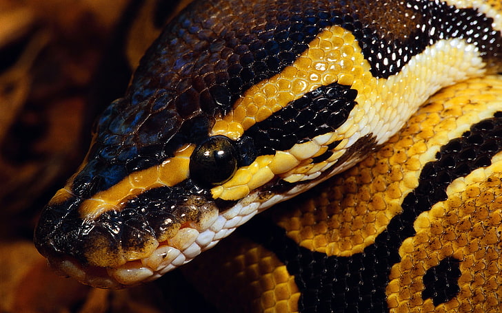 brown Burmese python, animals, snake, nature, reptiles, macro, HD wallpaper