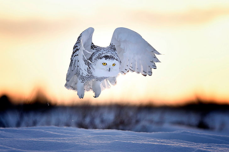 white and gray owl, winter, snow, sunset, bird, the evening, snowy owl, HD wallpaper