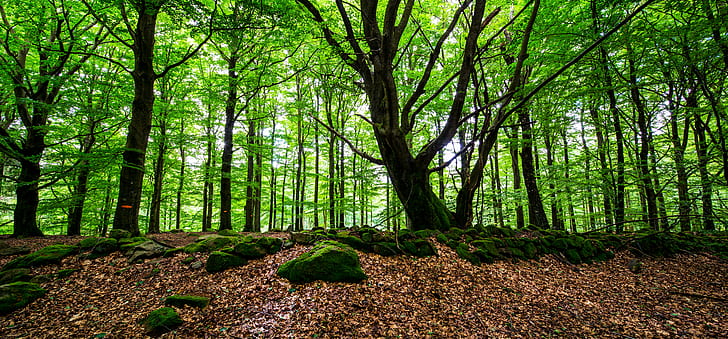 photo of green forest, Förslöv, July 7, Sverige, Sweden, Outdoor, HD wallpaper