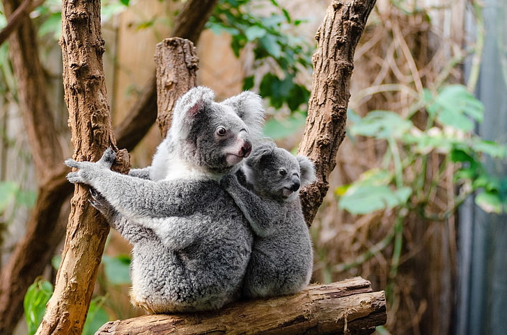 HD wallpaper: Animal, Koala, Baby Animal, Mammal, Marsupial | Wallpaper  Flare